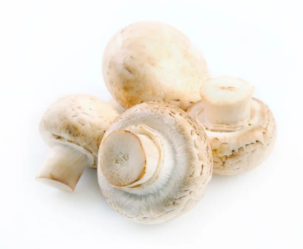 Λευκό πεδίο μανιτάρια champignon — Φωτογραφία Αρχείου