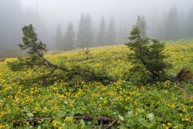 Fur-trees on a bog among yellow flowers clipart