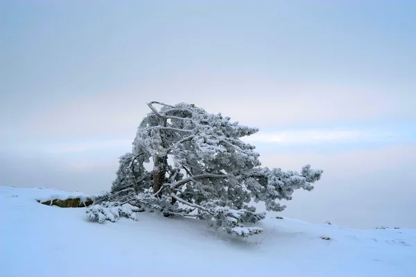 O pinheiro da Crimeia na neve — Fotografia de Stock