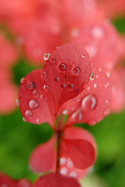 Hoja con gotas de lluvia — Foto de Stock
