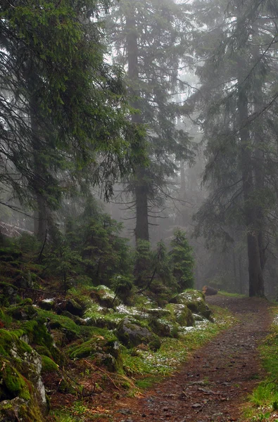 Waldweg im nebligen Nadelholz — Stockfoto
