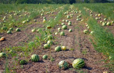 Ripe water-melons clipart