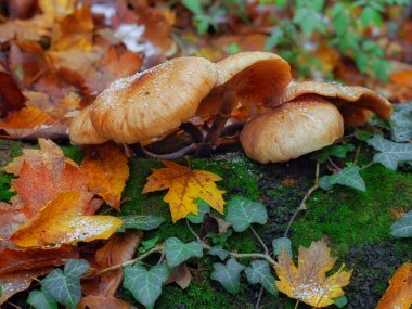 Mushroom clipart