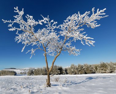 Winter tree clipart