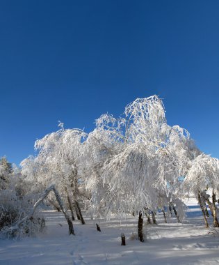 hoarfrost içinde ağaç