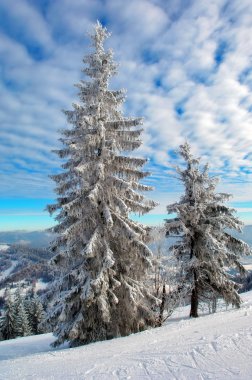 Two snow-covered fur-trees clipart