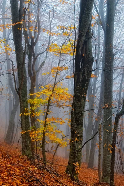 Feuilles jaunes sur hêtres d'automne — Photo
