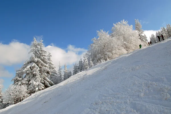 Panorama över vintern skogen — Stockfoto