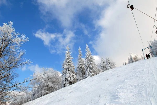 Zimowy Las Karpat — Zdjęcie stockowe