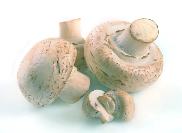 Λευκό πεδίο μανιτάρια champignon — Φωτογραφία Αρχείου