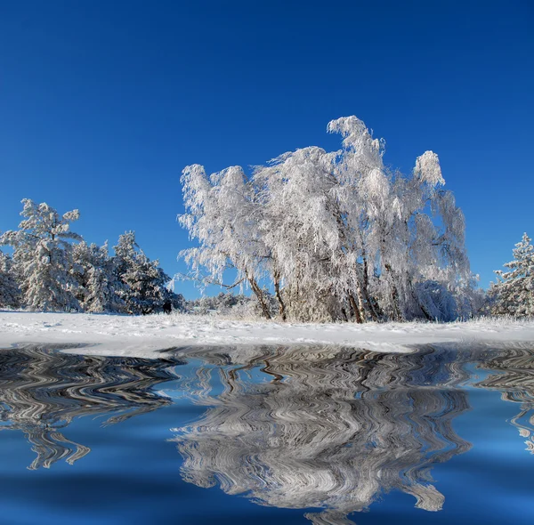 冬の白樺の木材 — ストック写真