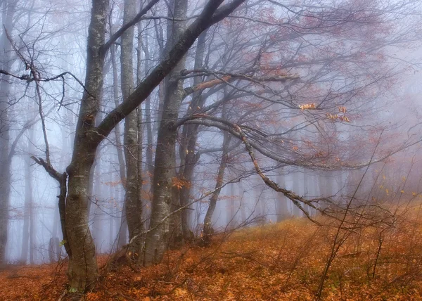 Buki we mgle — Zdjęcie stockowe