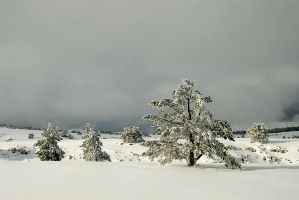 Tannenbäume unter Schnee — Stockfoto
