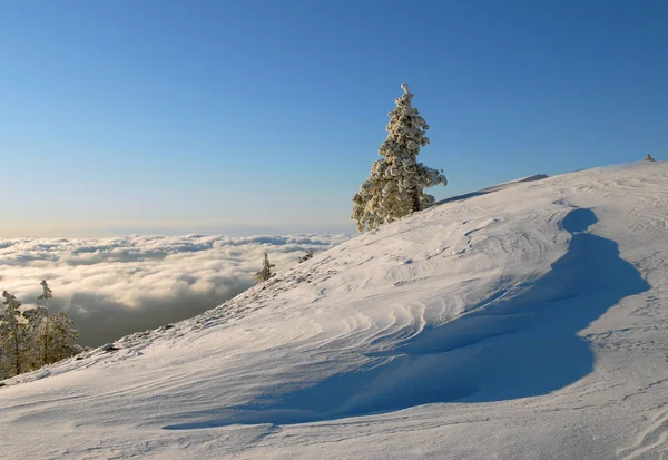 Futro w śniegu — Zdjęcie stockowe