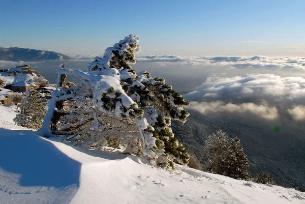 Pine on a mountain slope — Stock Photo, Image