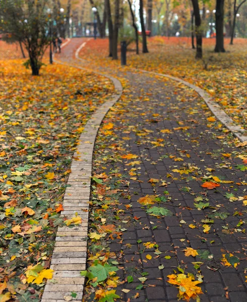 Path in park covered with autumn leaves — Stock Photo, Image