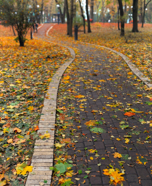 Path in park covered with autumn leaves
