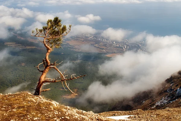 Il pino di Crimea sopra rottura — Foto Stock