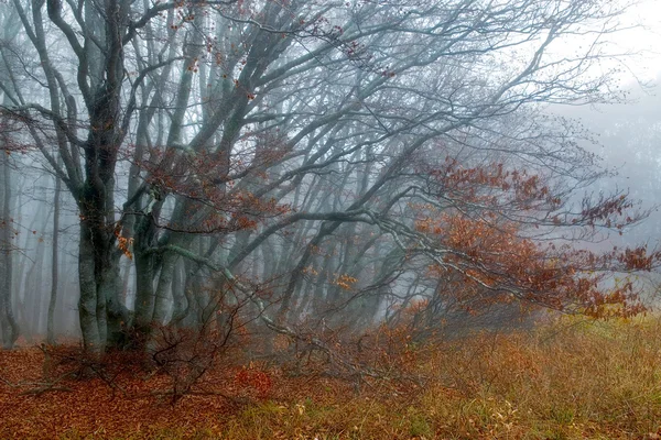 Червоне листя на осінніх буках — стокове фото