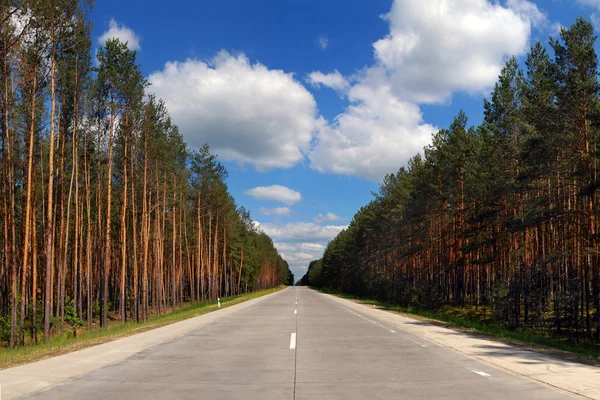 stock image Highway among coniferous wood