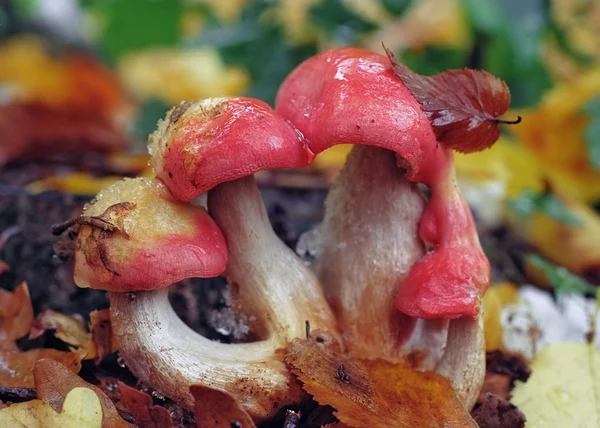 Champignons met rode hoeden — Stockfoto