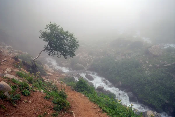 Дерево в тумане над рекой — стоковое фото