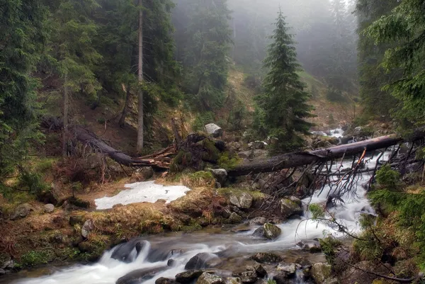 Carpathians에서 산악 강 — 스톡 사진