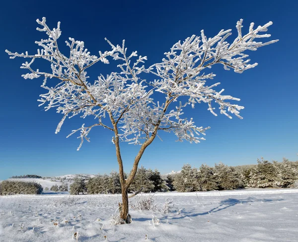 stock image Winter tree