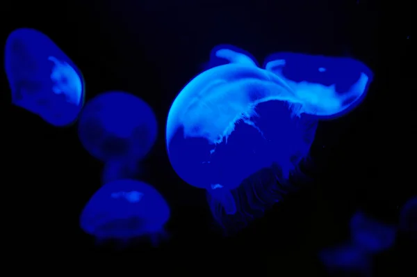 Jellyfishes in ultra-violet light — Stock Photo, Image