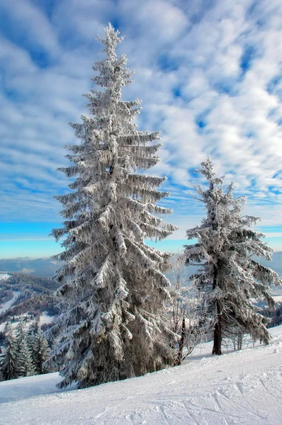 stock image Two snow-covered fur-trees