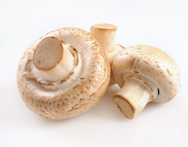 White field mushrooms champignon clipart
