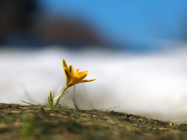 Yellow crocus against snow and the sky clipart