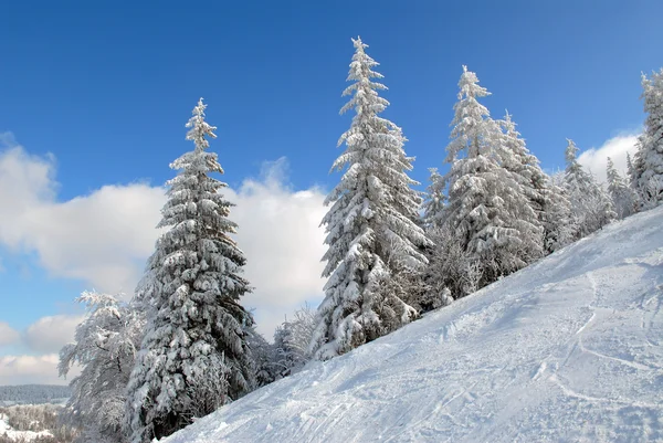 Panorama des Winterwaldes — Stockfoto