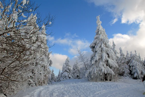 Carpathians의 겨울 숲 — 스톡 사진