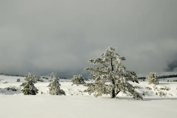 Árboles de piel bajo la nieve — Foto de Stock