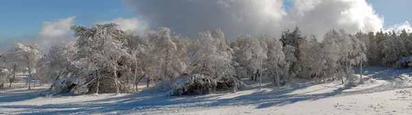 冬季木材的全景图 — 图库照片