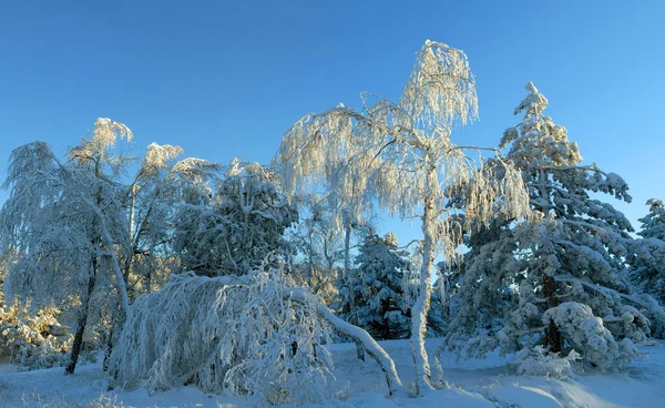 冬の森のパノラマ — ストック写真