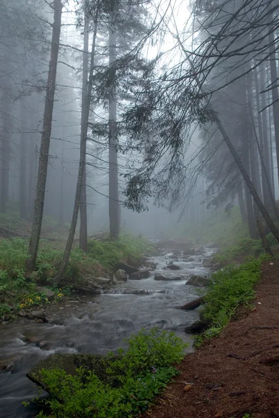 Der Gebirgsfluss im nebligen Wald — Stockfoto