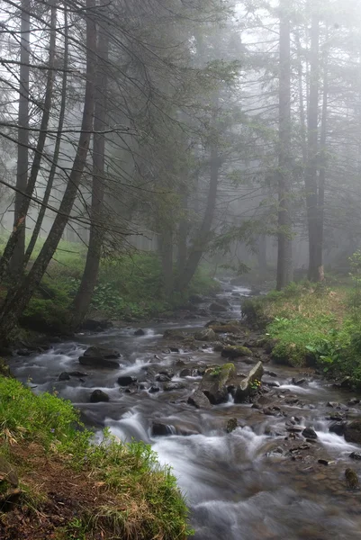 La rivière actuelle le Prut dans un brouillard — Photo