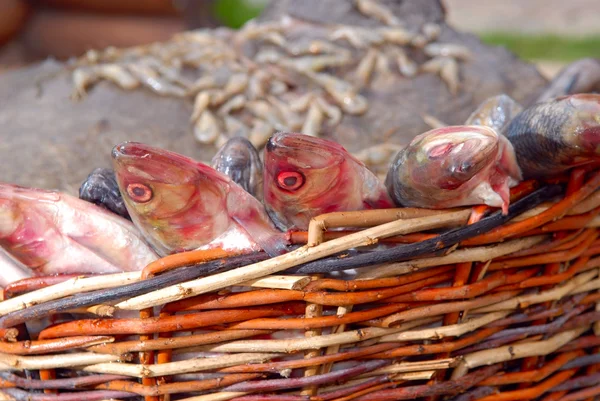 Pesce fresco in un cesto di wattled — Foto Stock