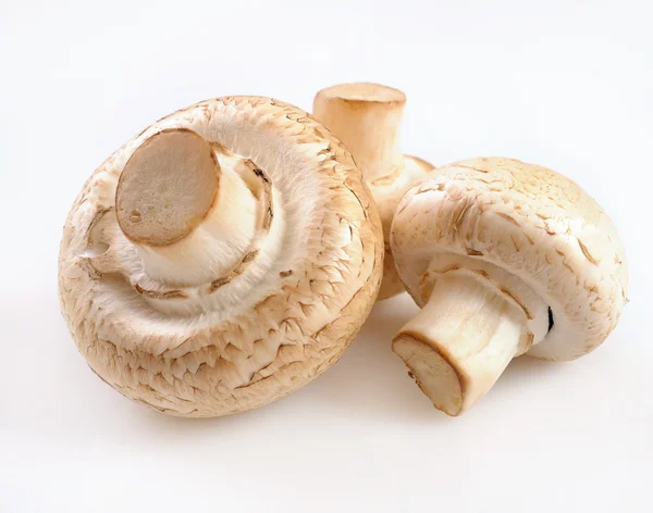 White field mushrooms champignon — Stock Photo, Image