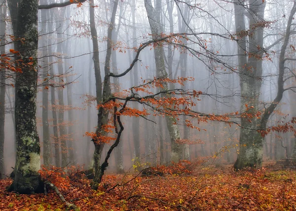 Autumn tree in the Crimean wood — Stock Photo, Image