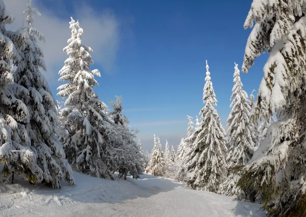 Panorama över vintern skogen — Stockfoto