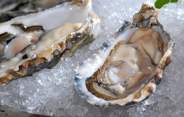 Open oester op ijs — Stockfoto