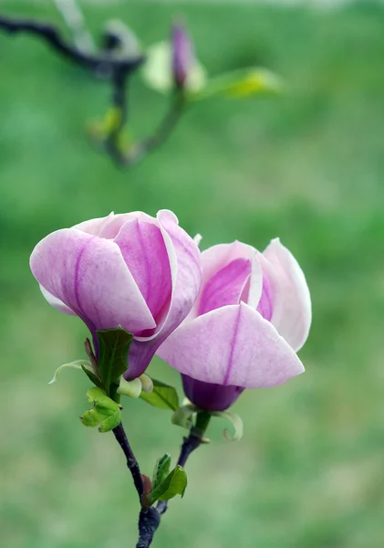 Kvetoucí magnólie — Stock fotografie
