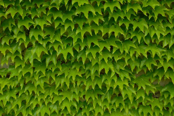 Зеленые листья плюща — стоковое фото