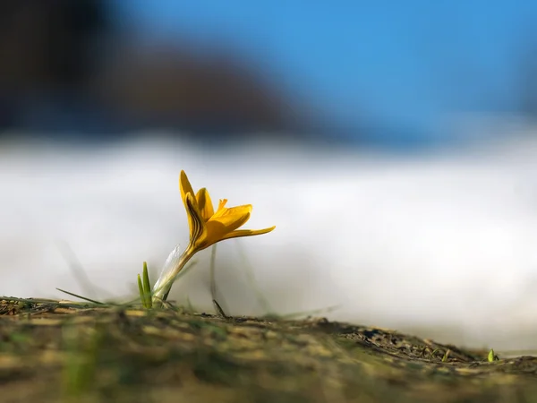 Yellow crocus against snow and the sky — Stock Photo, Image