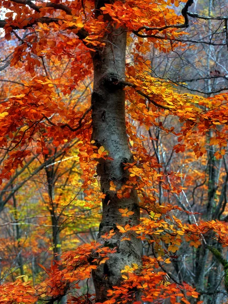 Żółte liście na drzewie Węgel drewniany — Zdjęcie stockowe