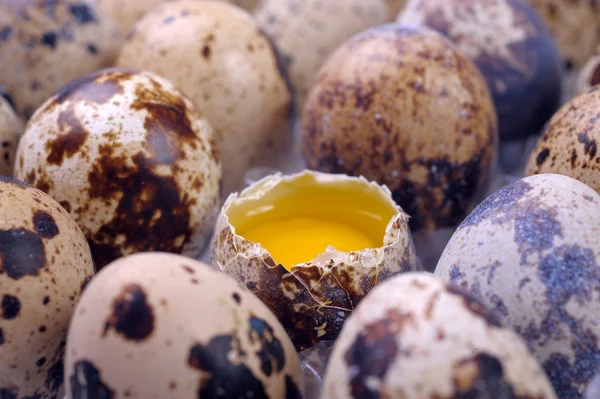 Eggs female quail — Stock Photo, Image