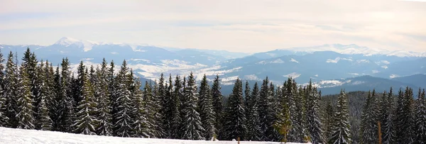 Панорама зимнего леса — стоковое фото